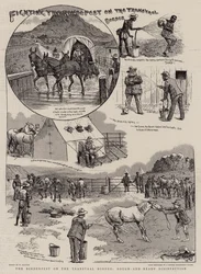 Combattere la peste bovina al confine del Transvaal